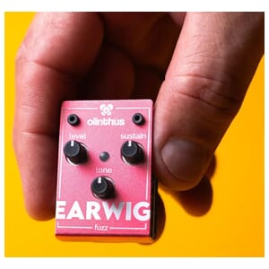 Olinthus Earwig Fuzz